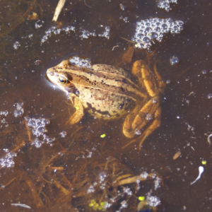 Lees meer over het artikel Natuur- en Cultuurweek van Jong Tsjûkemar geopend